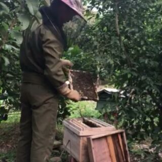Mật ong rừng