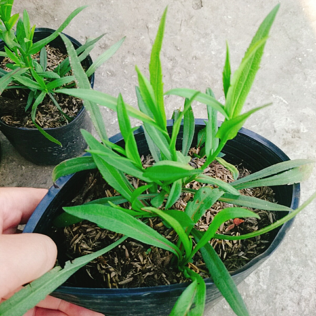 Cây Hoa Thạch Thảo  - cây cảnh để bàn