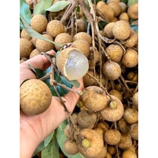 Nhãn Thái Miền Tây