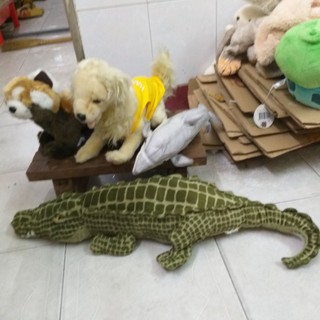 Gau si của c trương viet