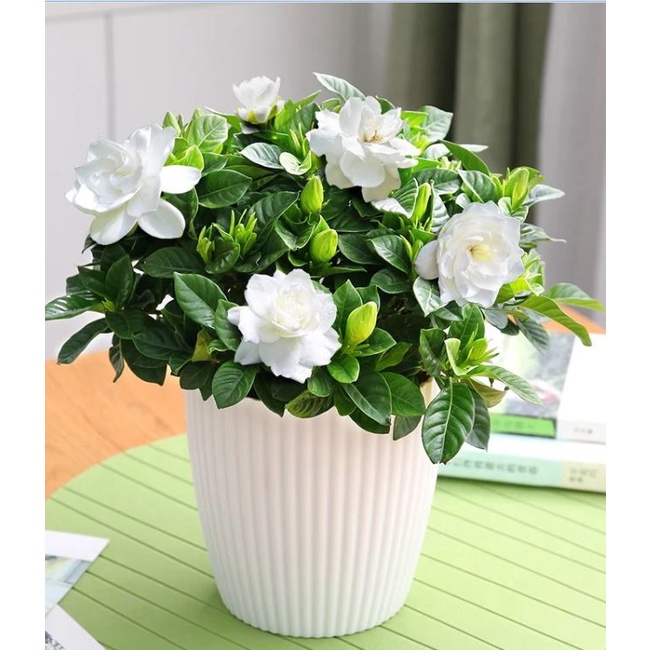 Hạt giống hoa nhài  KNS3510 - Gói 10 hạt