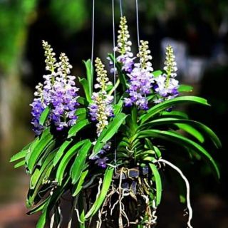 Hoa lan hải yến tím