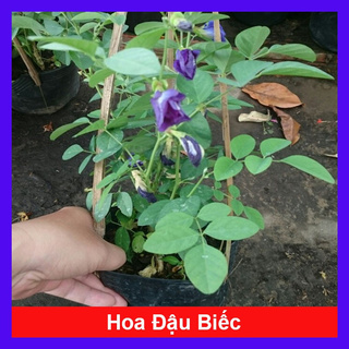 caykiengsadec - Cây Hoa Đậu Biếc - Cây cảnh sân vườn