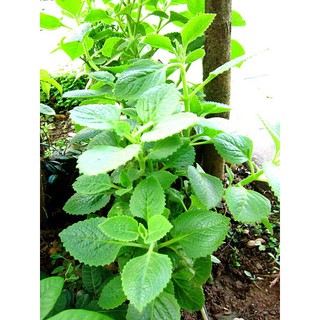 cây giống húng chanh