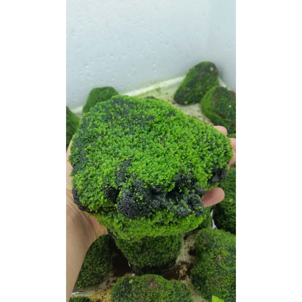 Rêu mini fiss vò 100g 80k dùng ươm rêu bố cục thuỷ sinh