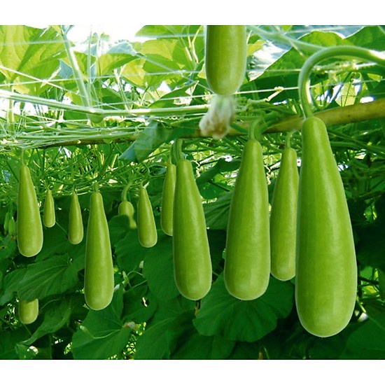 Hạt Giống BẦU XỊ F1 (10 hạt)
