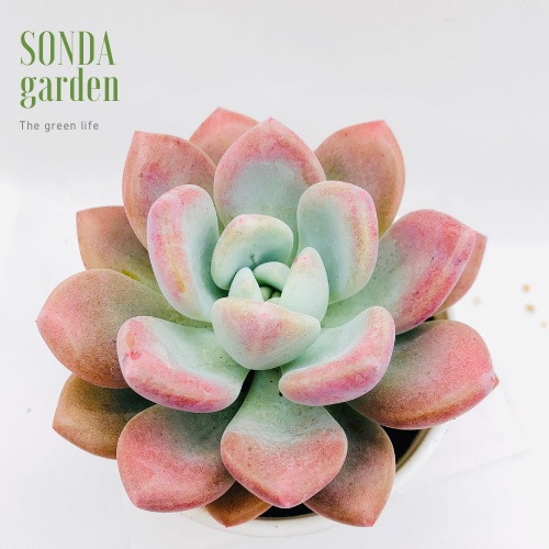 Sen đá sỏi hồng lá dài SONDA GARDEN size trung bình 10-12cm, xuất xứ Đà Lạt, khoẻ đẹp, lỗi 1 đổi 1