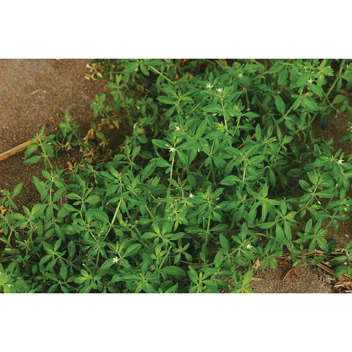 Hạt giống rau đắng đất KMS114 - 0.1gram