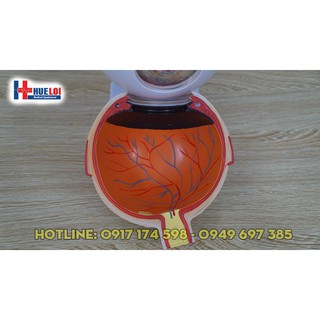 Mô hình giải phẫu mắt