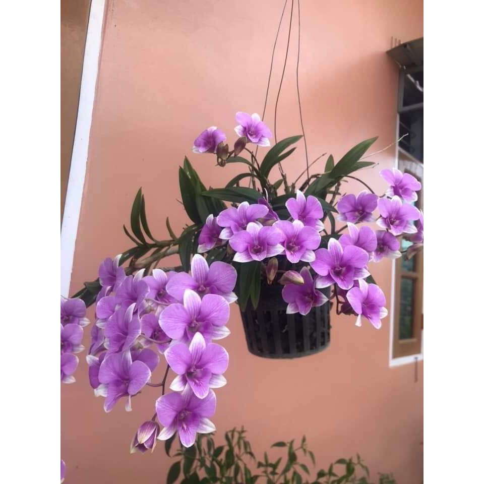 Cây giống hoa lan dendro cao 10-20cm