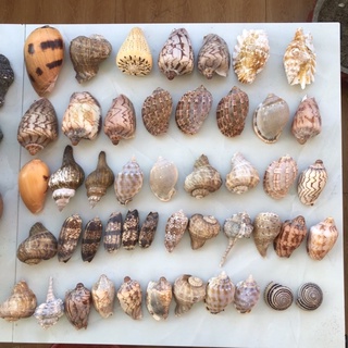 [5 Vỏ Ngẫu nhiên] Vỏ Ốc Biển Nhiều Loại - Hàng đẹp, sạch sẽ - Trang trí bể cá, cây, terarium, ốc mượn hồn