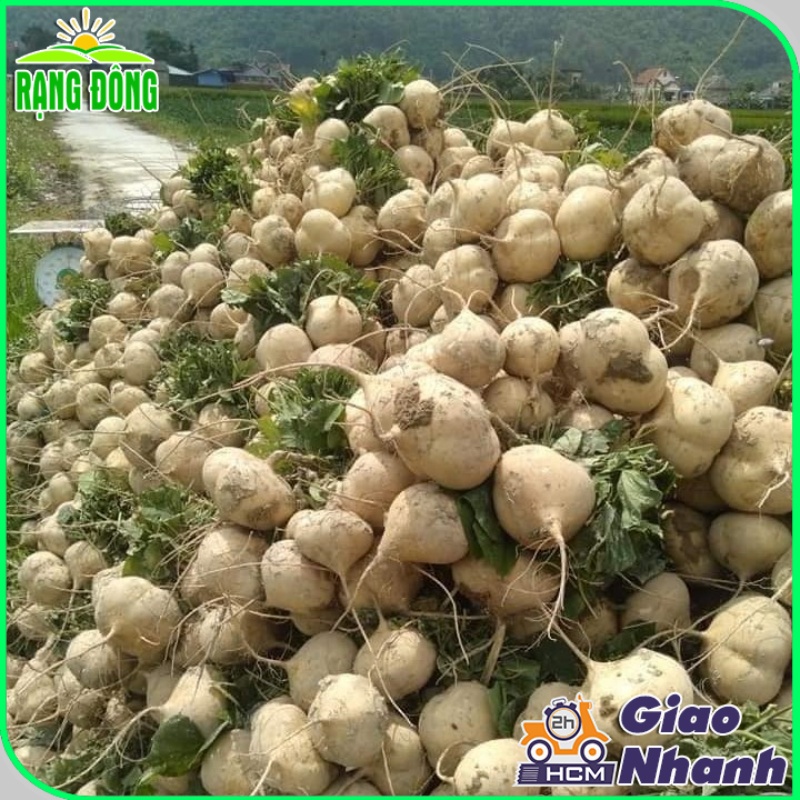 Hạt giống Củ Sắn (Củ Đậu) trồng quanh năm, dễ chăm sóc, củ to (gói 10 gr) - Hạt giống Rạng Đông