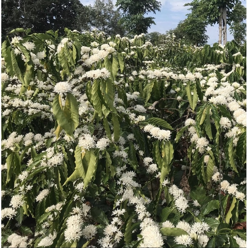 (Trợ giá mùa covid_Đặc sản CưMgar DakLak) 1 lít mật ong hoa cà phê bá lộc cao cấp 100% nguyên chất | BigBuy360 - bigbuy360.vn