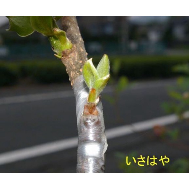 ( SIÊU RẺ ) Băng nilon ghép cây chuyên dụng( cuộn xanh/ vàng)