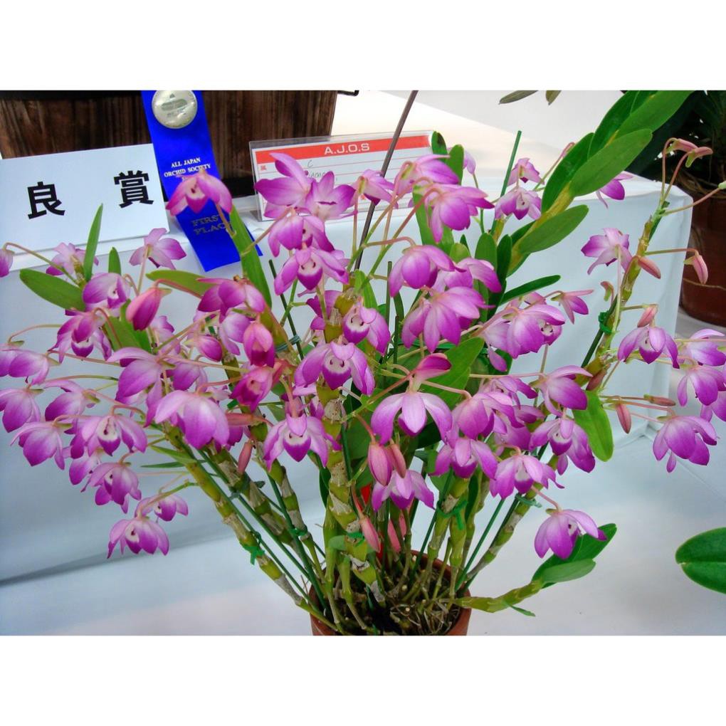 CHẬU HOA LAN HOÀNG THẢO ĐÙI GÀ GIỐNG, HOA TUYỆT ĐẸP, HOA NỞ TẾT + Tặng 01 cây dâu da đất( bòn bon)