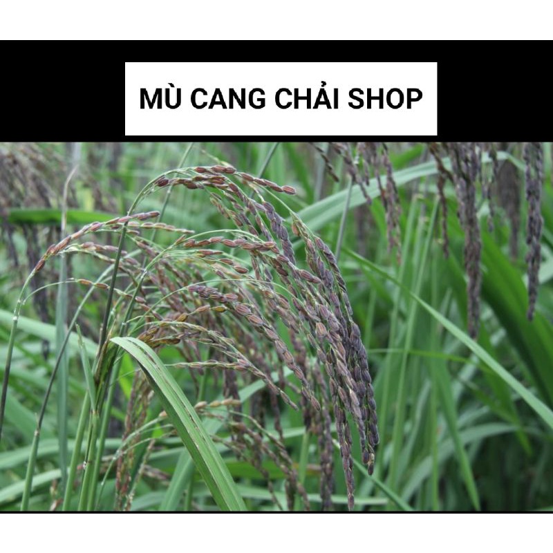 Hạt giống lúa nếp cẩm nương túi 500g