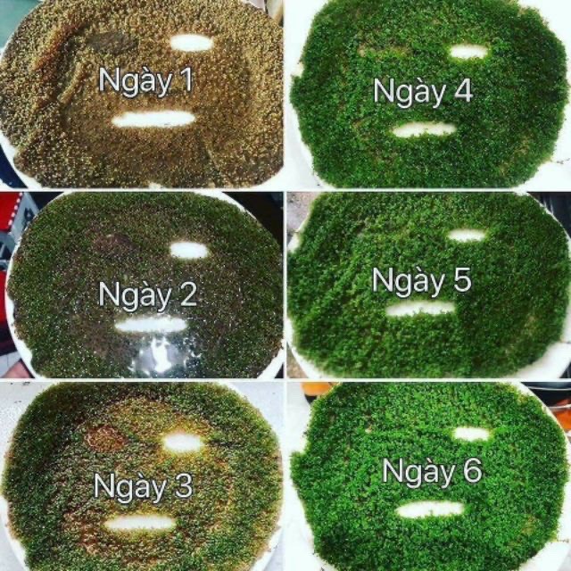 Mặt nạ mầm tảo