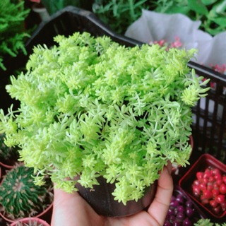 Bụi Sen Sedum Vàng