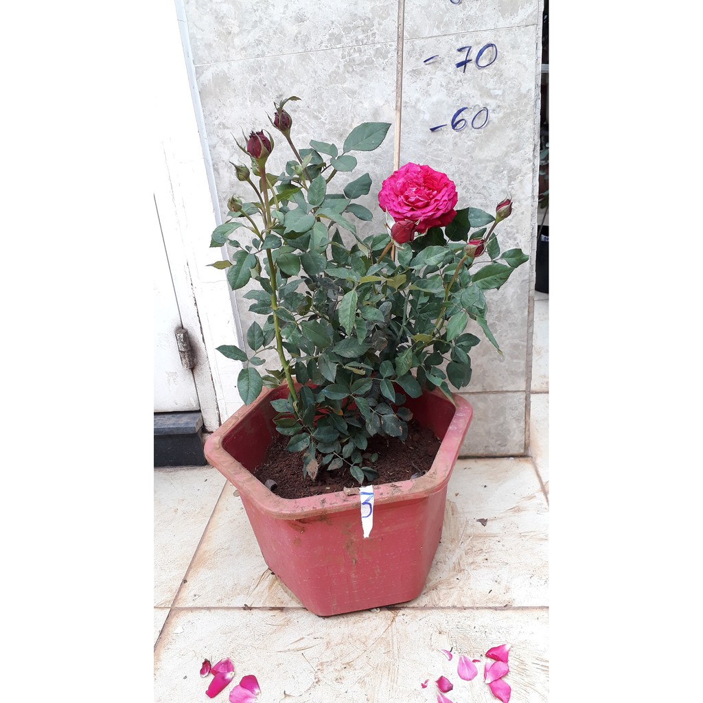 Hoa hồng ngoại Janice Kellogg – Hoa hồng Pháp màu đỏ hoa to siêu đẹp- Vườn Hoa Melinhrose