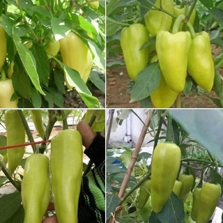 Hạt giống ớt đùi gà Thái Lan F1- gói 20 hạt