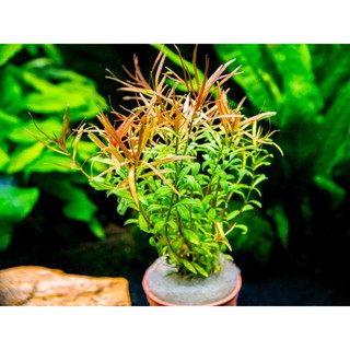diệp tài Hồng lá kim15k/15 ngọn