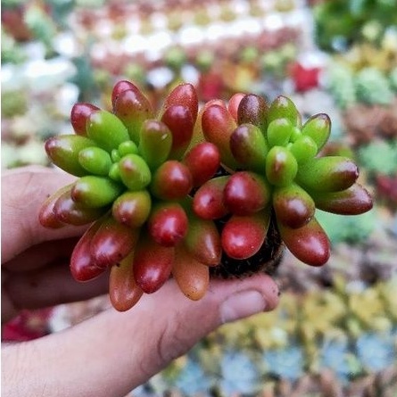 SEN ĐÁ THẠCH NGỌC ĐỎ MINI