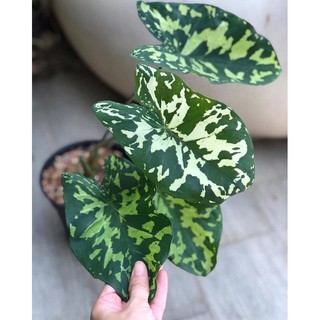 cây lá kiểng Hilo beauty, lá màu lính