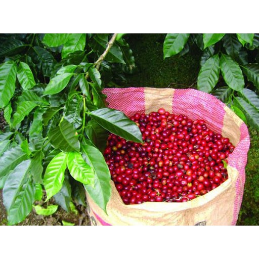 CÀ PHÊ NGUYÊN CHẤT RANG MỘC 100% (500gr) | BigBuy360 - bigbuy360.vn