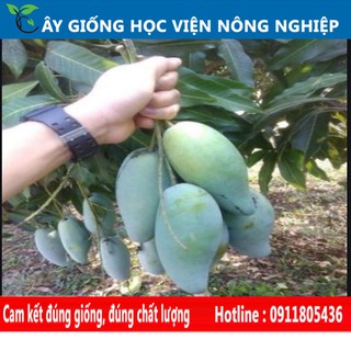 cây xoài thái quả ngọt ngon hiệu quả kinh tế cao