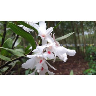 1 bảng(1 chậu) hoa lan HOÀNG THẢO TRINH BẠCH hàng rừng thuần chậu siêu to, hoa siêu đẹp