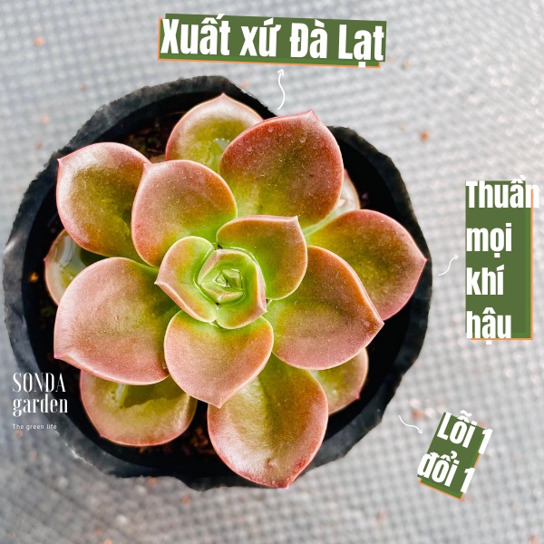 Sen đá nhật nguyệt SONDA GARDEN size bé 5-6cm, xuất xứ Đà Lạt, khoẻ đẹp, lỗi 1 đổi 1