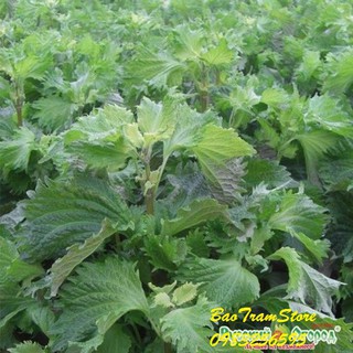 Bán sỉ Hạt giống lá vừng- lá mè Hàn Quốc gói 0.5 gram xuất xứ Hàn Quốc hàng nhập khẩu, hàng chính hãng.