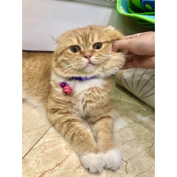 Đồ chơi Chó Mèo - Móc khóa gắn chuông - Chuông lục lạc đeo cổ Chó Mèo 22mm nhiều màu sắc ChunChut PetShop