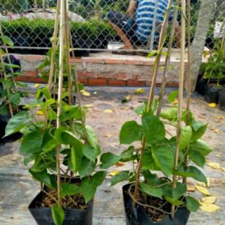 Cây thiên lý ..siêu bông ...thơm nứt mũi