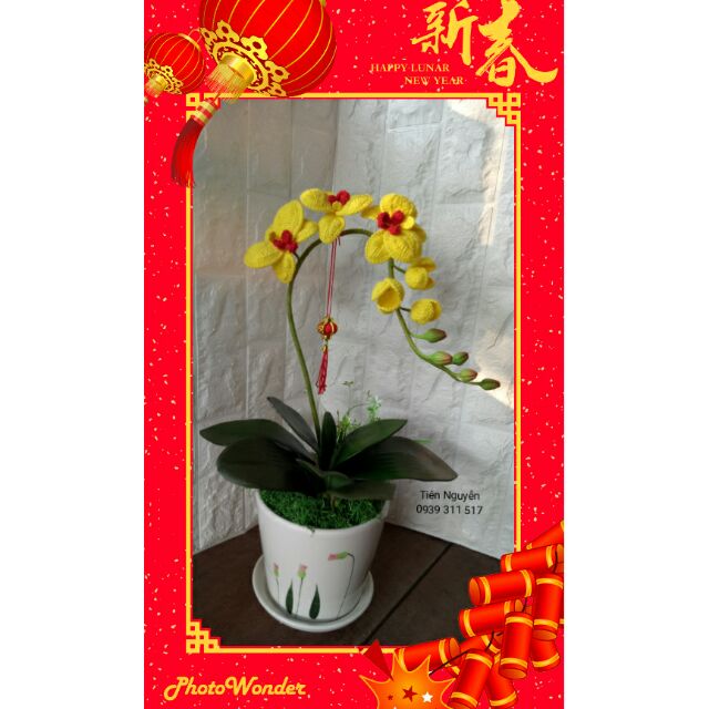 Combo hoa lan hồ điệp @Hoaithu