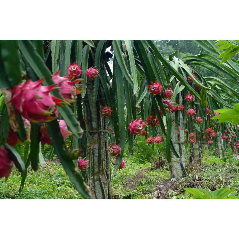 HOM GIỐNG THANH LONG RUỘT TRẮNG