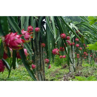 HOM GIỐNG THANH LONG RUỘT TRẮNG