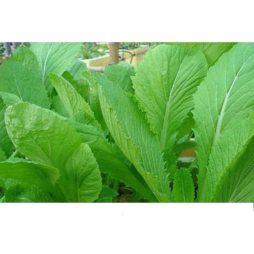 Hạt Giống Cải Bẹ Xanh Mỡ Dễ Trồng, Năng Suất Cao 20gr