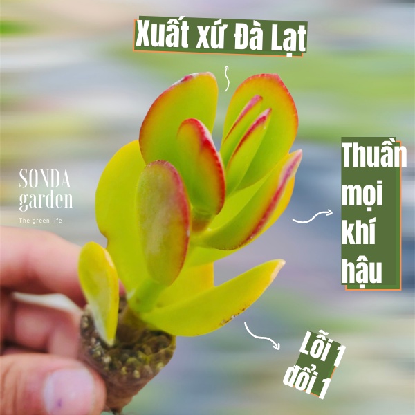 Sen đá thạch bích SONDA GARDEN size mini 2.5-4cm, xuất xứ Đà Lạt, khoẻ đẹp, lỗi 1 đổi 1