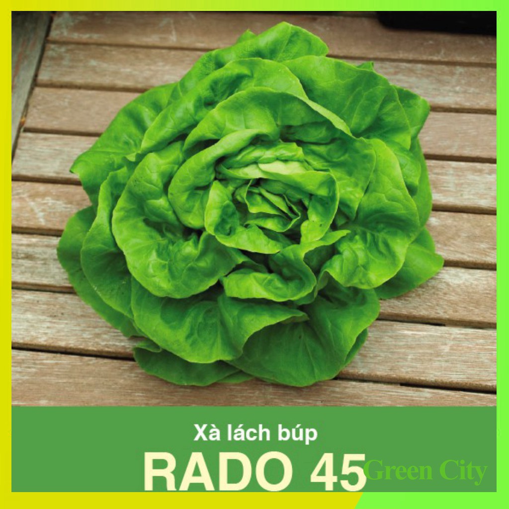 Hạt giống Xà Lách Búp Rado 45