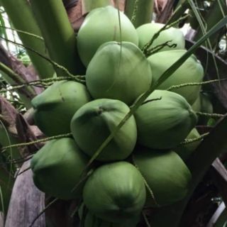 Cây giống dừa xiêm lùn