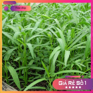 HẠT GIỐNG RAU MUỐNG LÁ TRE 50 GRAM LUCKY.VN