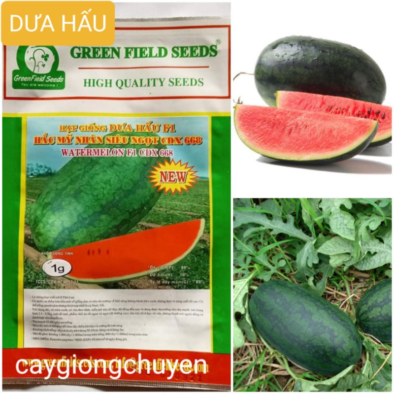 GÓI HẠT GIỐNG DƯA HẤU HẮC MỸ NHÂN SIÊU NGỌT CDX-668