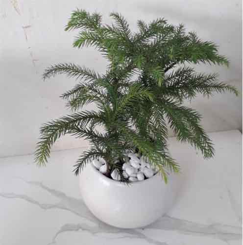Cây tùng bồng lai