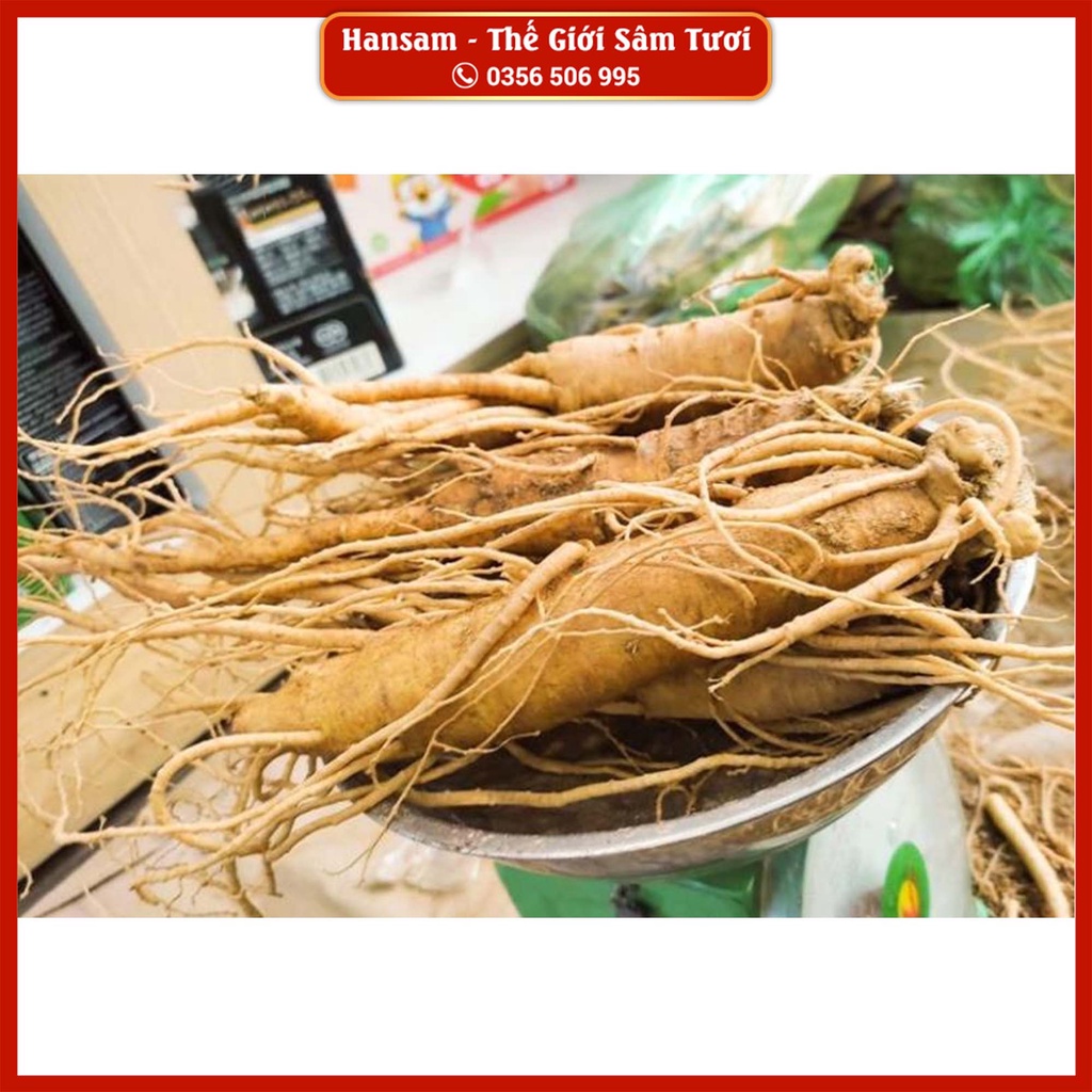 SÂM TƯƠI 10 CỦ/KG - BÁN KG, Nhân sâm tươi Hàn Quốc, ngâm bình, ngâm mật, quà tặng, quà biếu