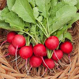 Hạt giống củ cải đỏ 5gram
