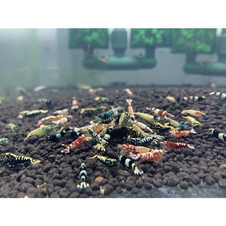 Phân Nền Control soil nhập khẩu nhật bản