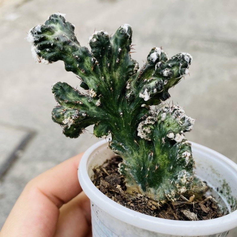 XƯƠNG RỒNG NAI SỪNG TẤM HÙNG DŨNG