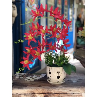 Nguyên Liệu Hoa Lan Móng Rồng ( K Kèm Chậu)