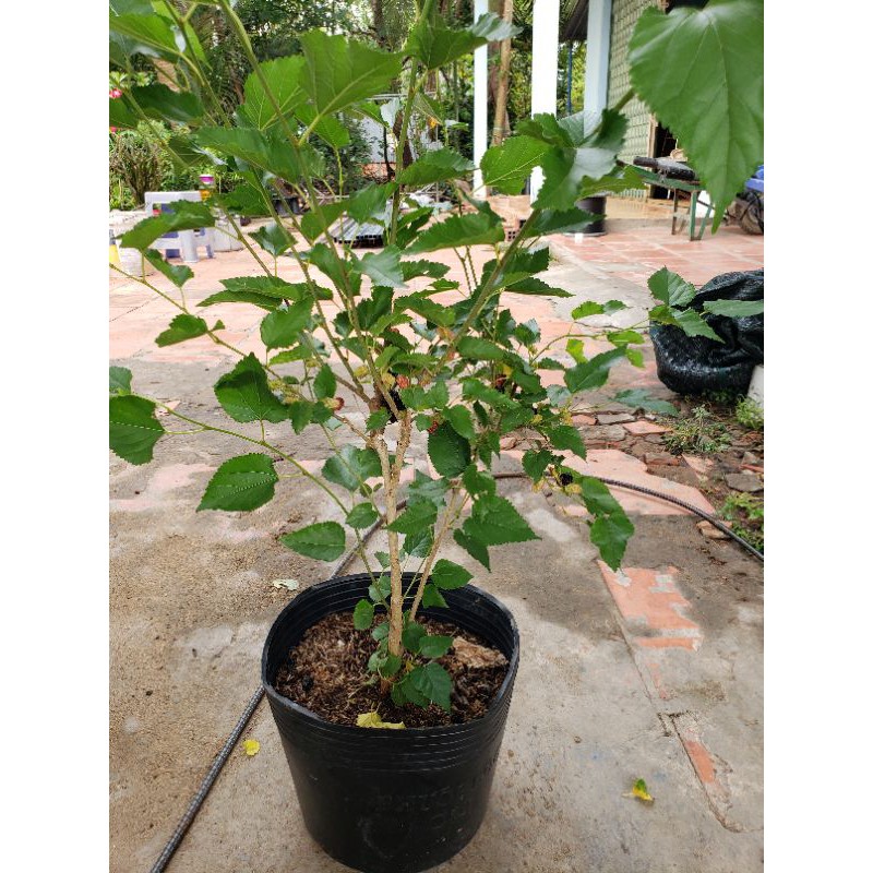 Cây Dâu Tằm